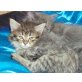 Kiara, Maine Coon - Katze