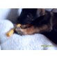 Kiara, Schäferhund mix - Hündin