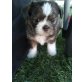 Kiara, Shih Tzu und Chihuahua-Mix Welpen - Hündin