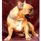 Kiara Team Soft, Französische Buldogge  Welpen - Hündin
