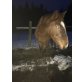 Kiara, Österreichisches Warmblut - Stute