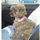 Kiara, shi-tzu - Hündin