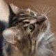 Kiba, Norwegische Waldkatze - Katze