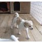 Kibo, Mops-Chihuahua - Rüde