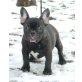 Kicsi, Französische Bulldogge - Hündin
