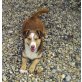 Kid, Corgi-Mix - Rüde