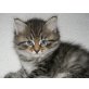 Kid, Sibirische Katze - Kater