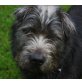 Kidike, Mittelschnauzermix - Rüde