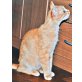 Kidney, Tierschutz - Katze
