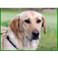 Kifli, Labrador-Mix - Hündin