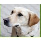 Kifli, Labrador-Mix - Hündin
