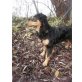 Kika 6, Spaniel Mischlingshündin - Hündin