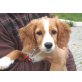 Kika, süßer Mix - Hündin