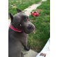 Kiki , Amerikanischer Staffordshire-Terrier Welpen - Hündin