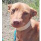 Kiki, Podenco - Rüde