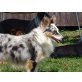 Kiki, Sheltie - Hündin