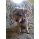 Kiki, Yorkshire Terrier-Mix Welpen - Hündin
