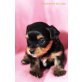 Kiki, Yorkshire Terrier Welpen - Hündin