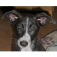 Kiki -  ein temperamentvolles Hundekind! Welpen - Hündin