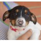 Kikin, Jack-Russell-Terrier Welpen - Rüde