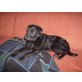 Kiko, Terrier - Mix - Rüde