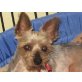 Kiko, Yorkshire Terrier - Rüde