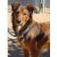 Kiko aus Spanien, Mischling - Rüde