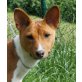Kila Kuimba Adia, Basenji - Hündin