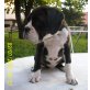 Kim, Boxer Welpen - Hündin