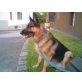 Kim, Deutscher Schäferhund - Hündin