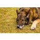 Kim, Deutscher Schäferhund - Hündin
