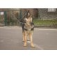 Kim, Dt.Schäferhund - Hündin