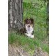 Kim-Josy, Australian Shepherd Dog - Hündin