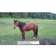 Kim, new-forrest/lewizer-pinto mix - Stute