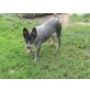 Kimba, Australian Cattle Dog - Hündin