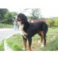 Kimba, Berner Sennenhund - Hündin