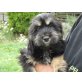 Kimba, Cocker-Mix - Hündin