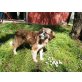 Kimba, Hütehund-Mix - Hündin
