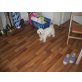 Kimba, Malteser/Shihtzu - Rüde