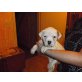 Kimba , holly, American Bulldog Welpen - Hündin