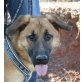 Kimberly, Deutscher Schäferhund - Hündin