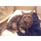 Kimberly, Tigerkatze VERMISST!!! - Katze