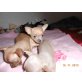 Kimi, Chihuahua kurzhaariger Schlag Welpen - Rüde