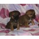 Kimi&Kibo, Mischling - Rüde