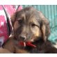 Kimi, Schäferhund Collie Mix Welpen - Hündin