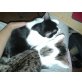 Kimmi & Messi, Hauskatzen - Katze