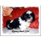 Kimmy back Girl, Shih Tzu Welpen - Hündin