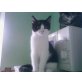 Kimo, Exotic Shorthair/Hauskatze - Kater