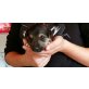 Kind Der Liebe, Jack Russel x Jack Russel - Shizu Welpen - Rüde