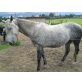 King, Bolnisches Warmblut - Wallach